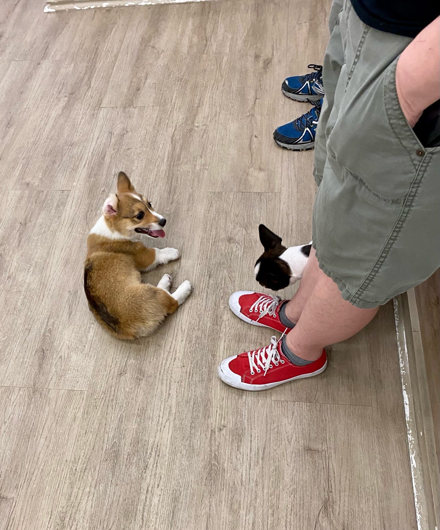 pet-service