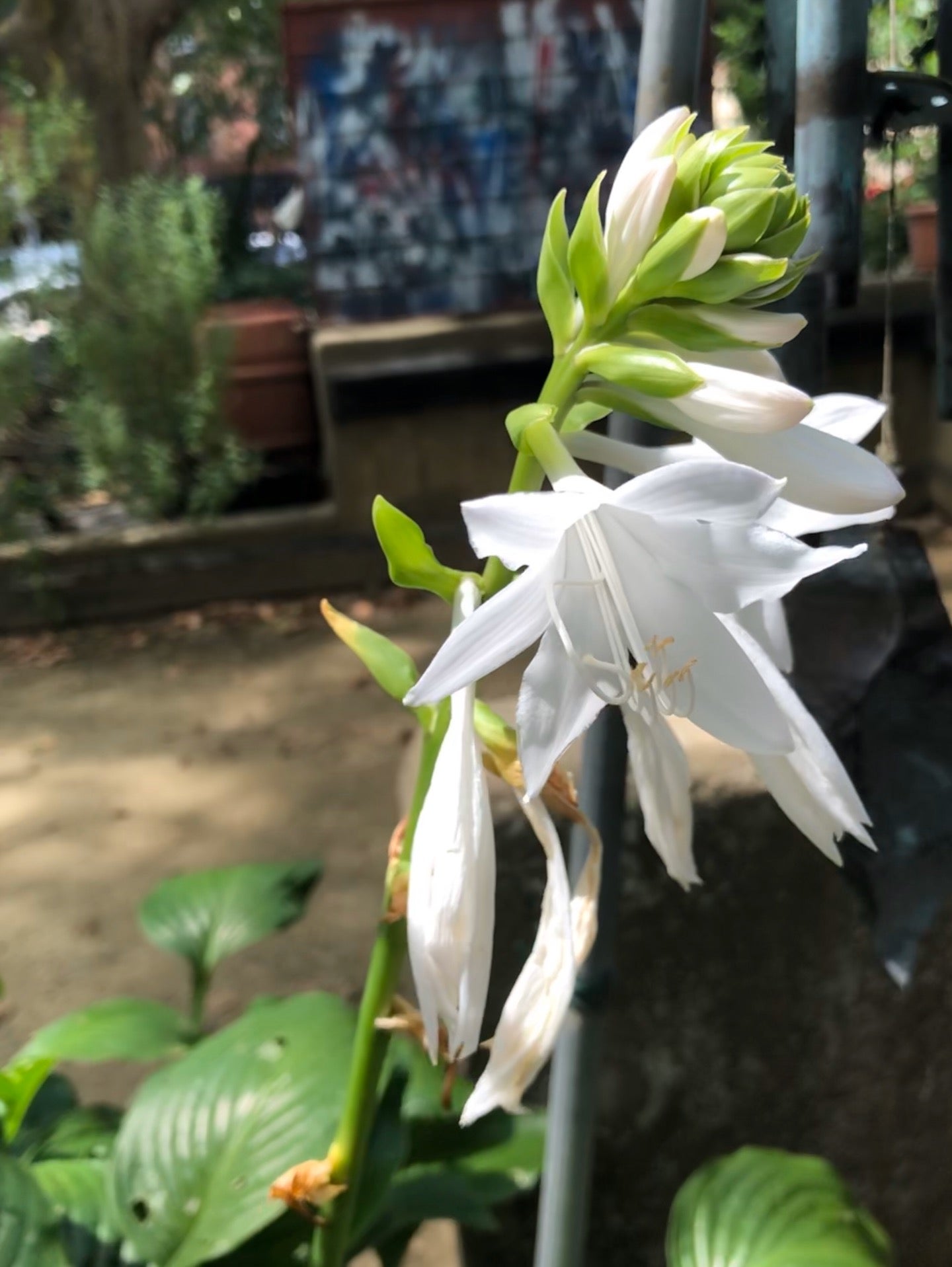 garden