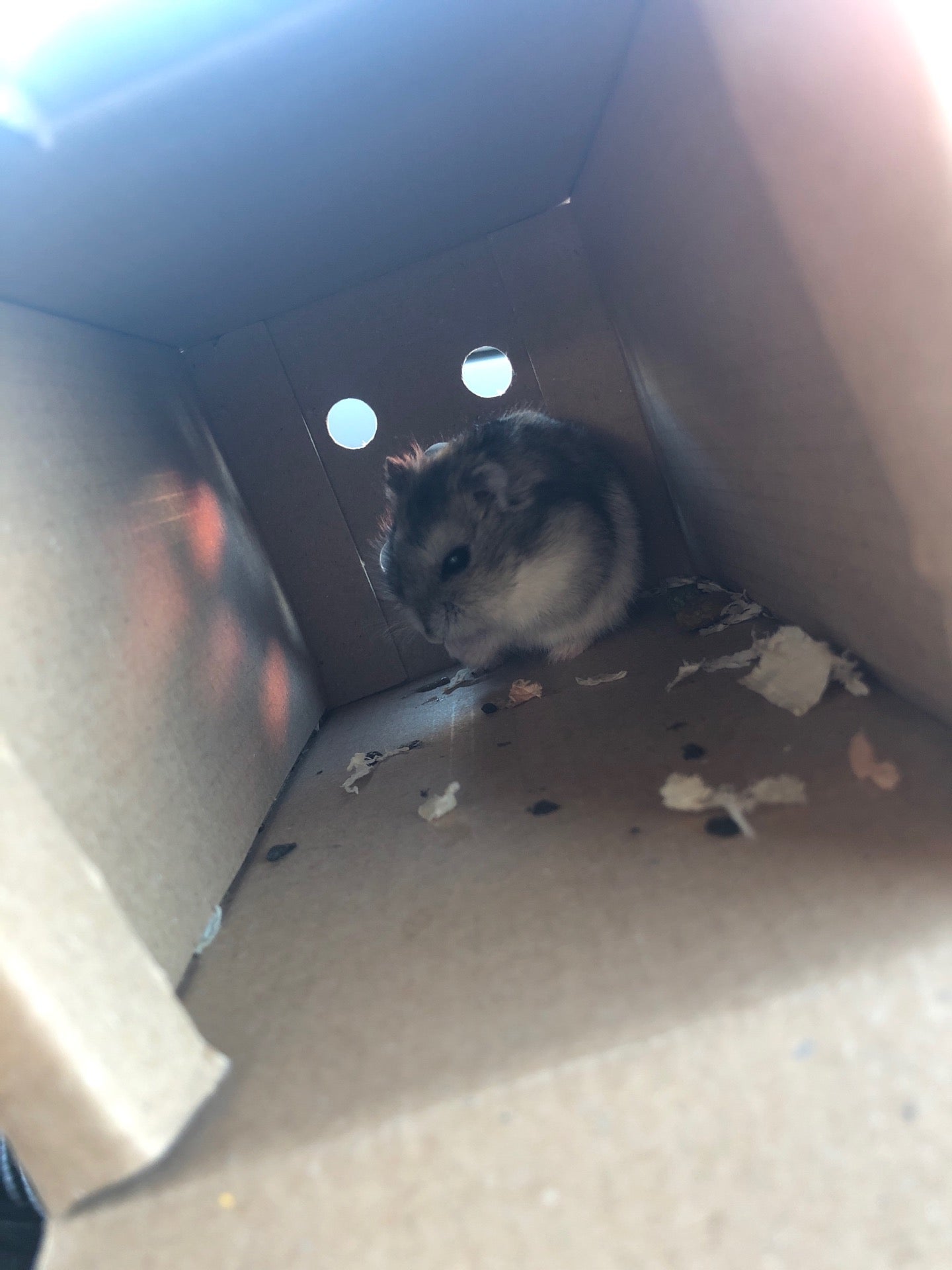 pet-store