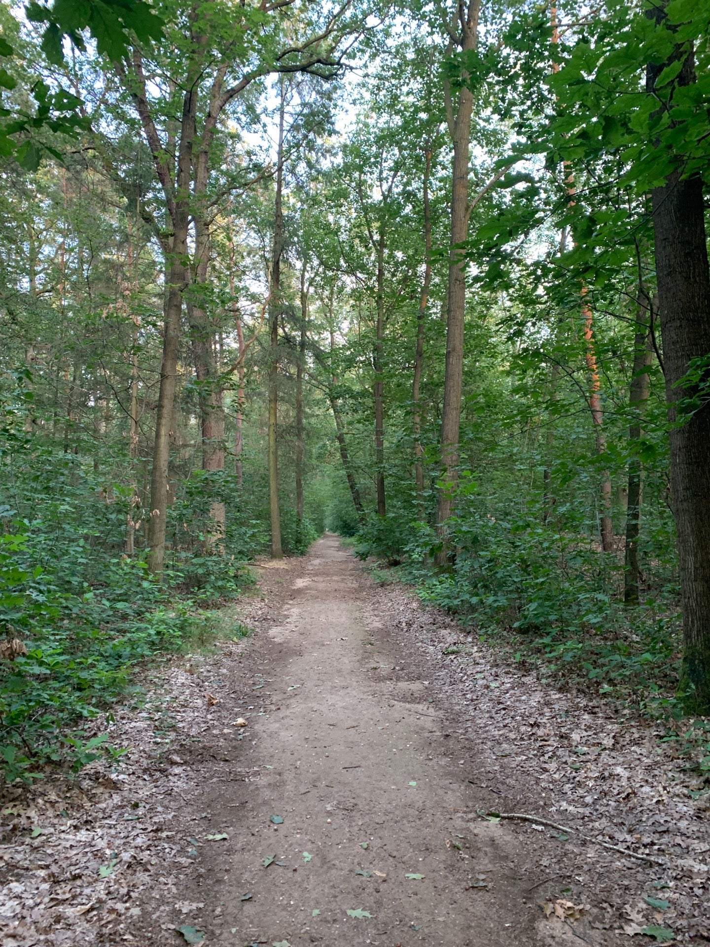 photo of Frankfurter Stadtwald