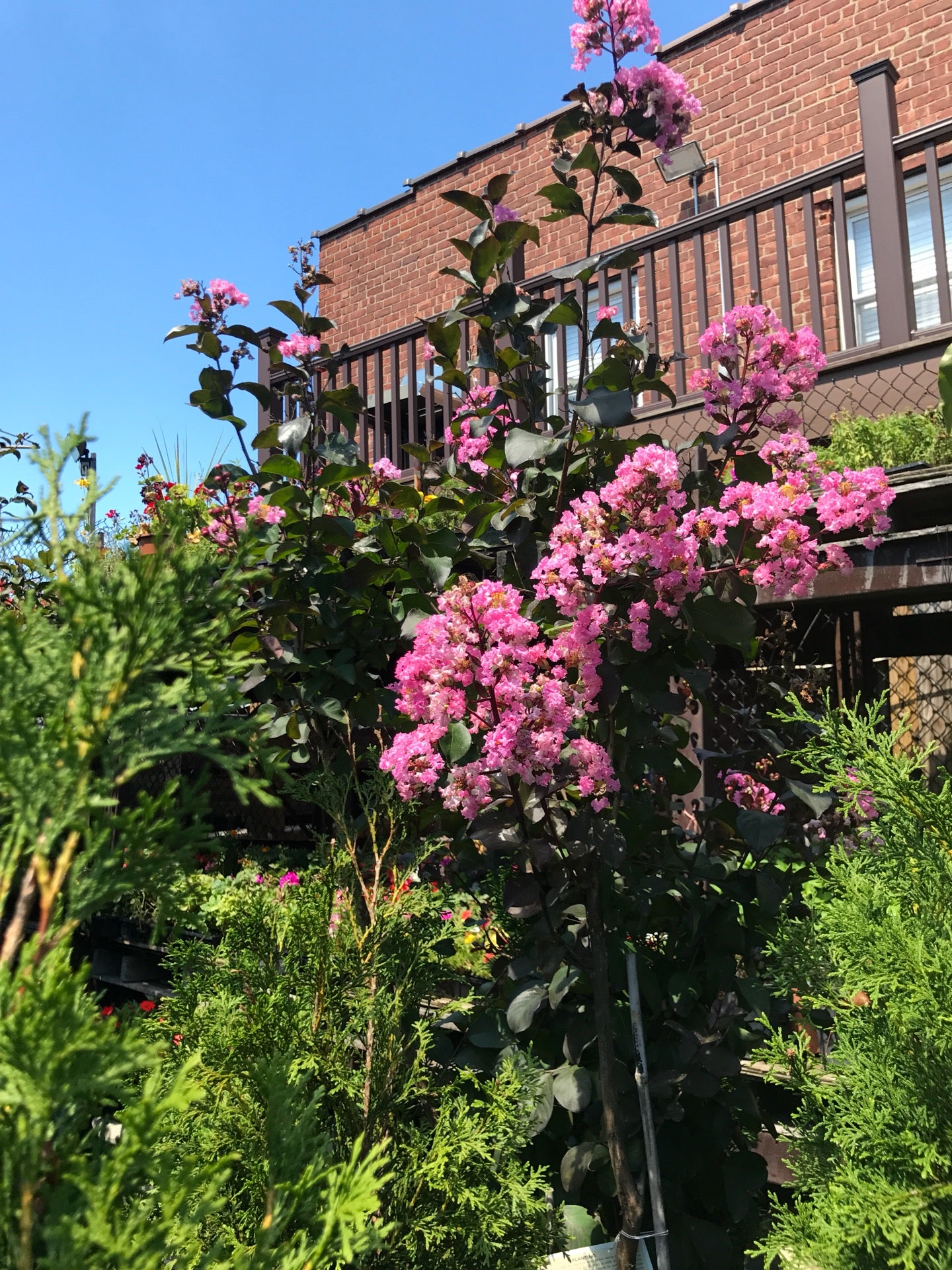 flower-shop