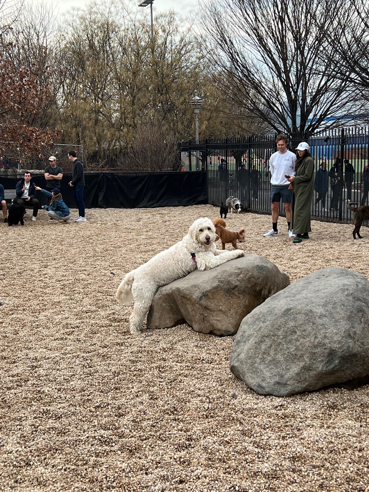 dog-run