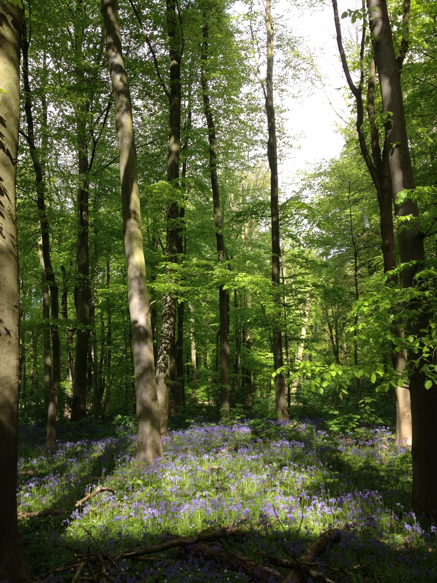 forest