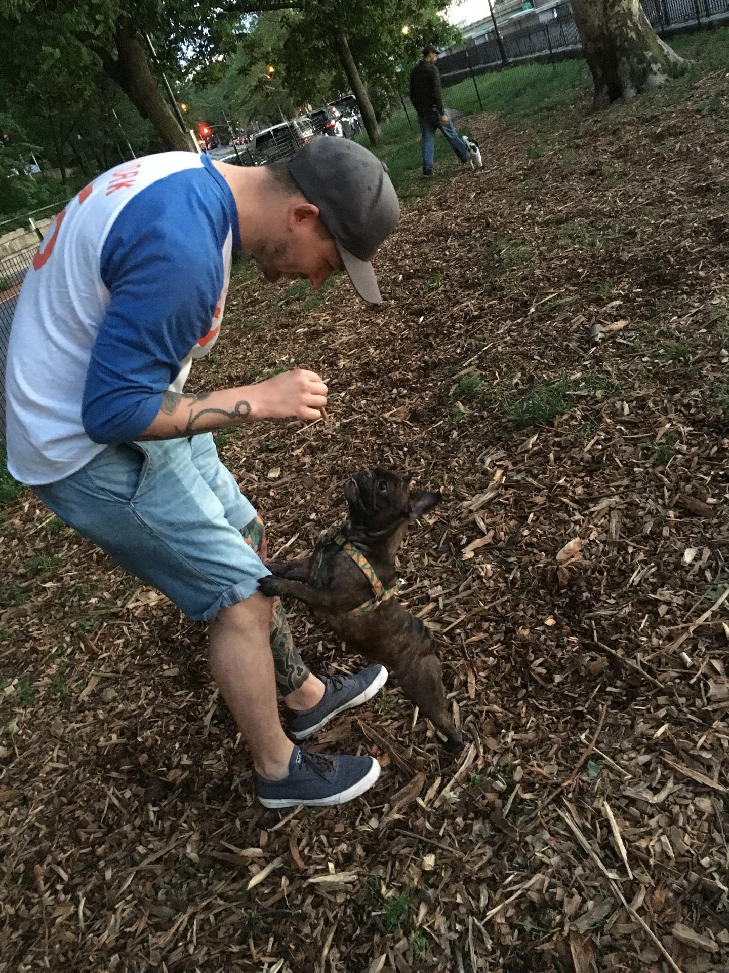 dog-run