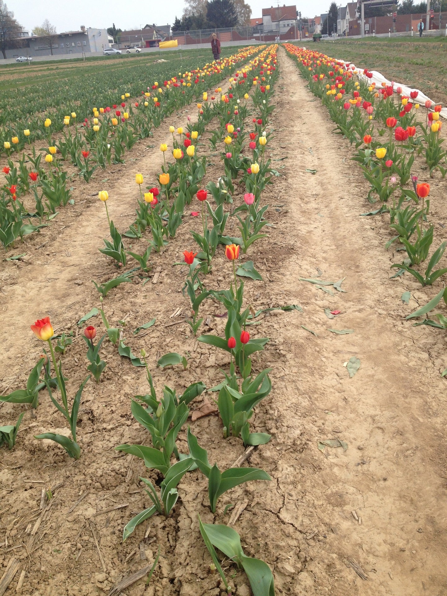 photo of Feld am Dorint