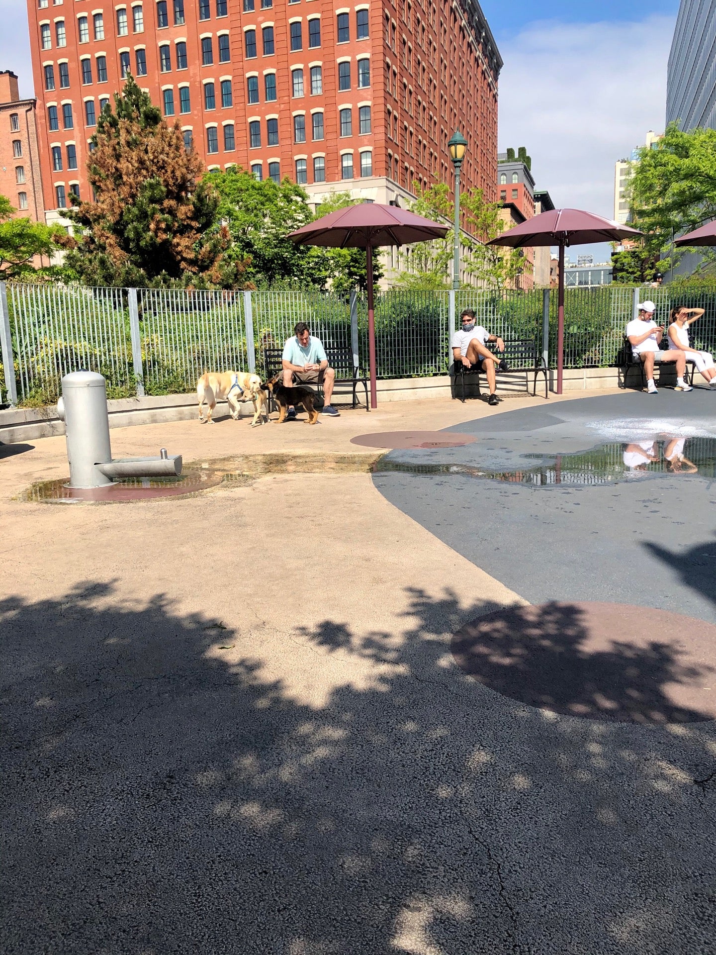 dog-run