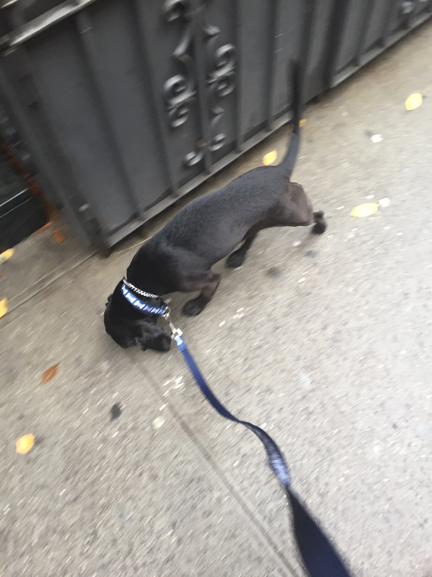 dog-run