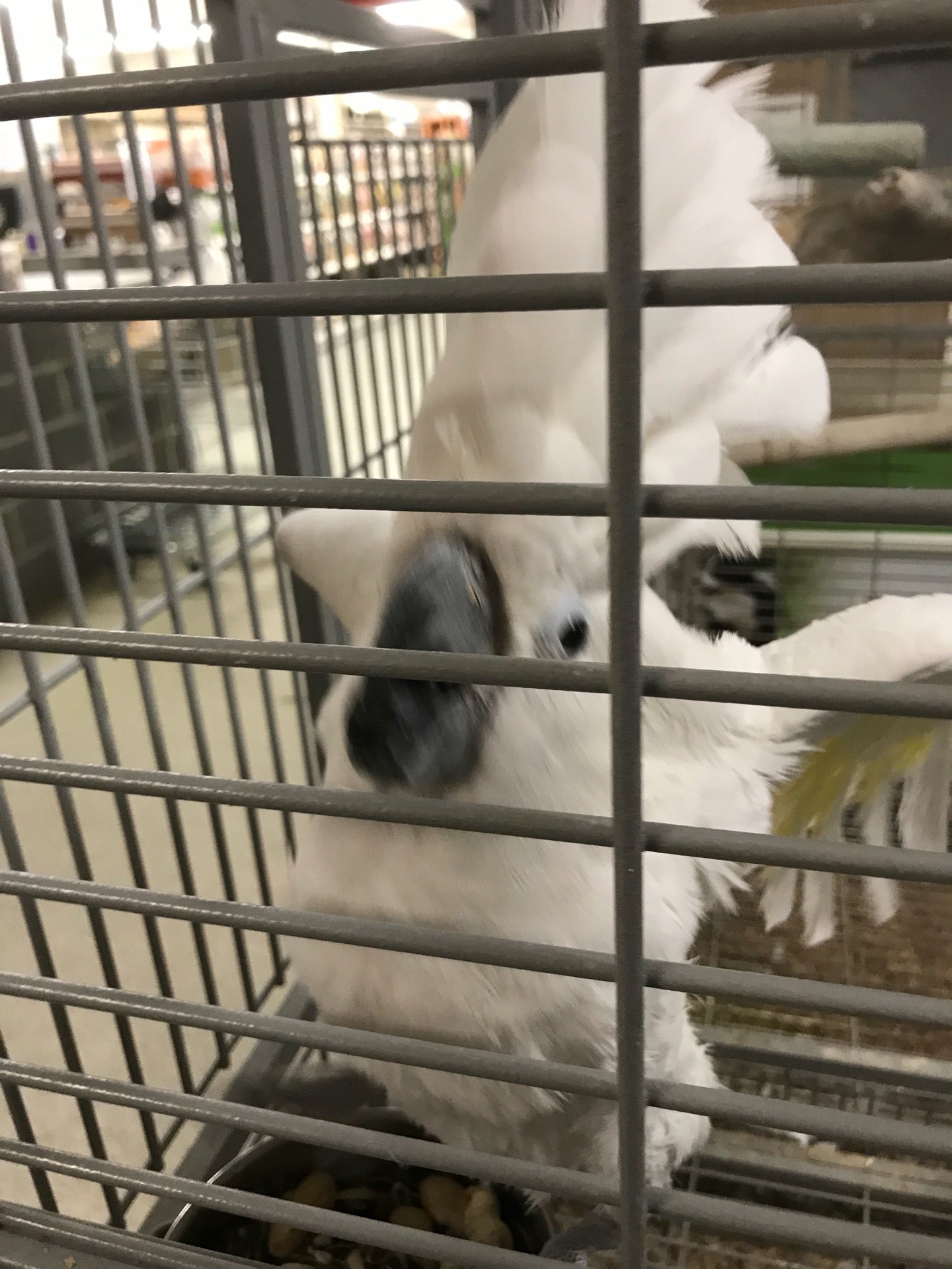 pet-store