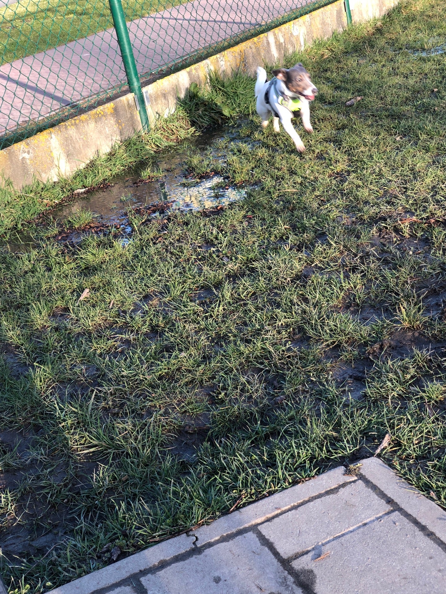 dog-run