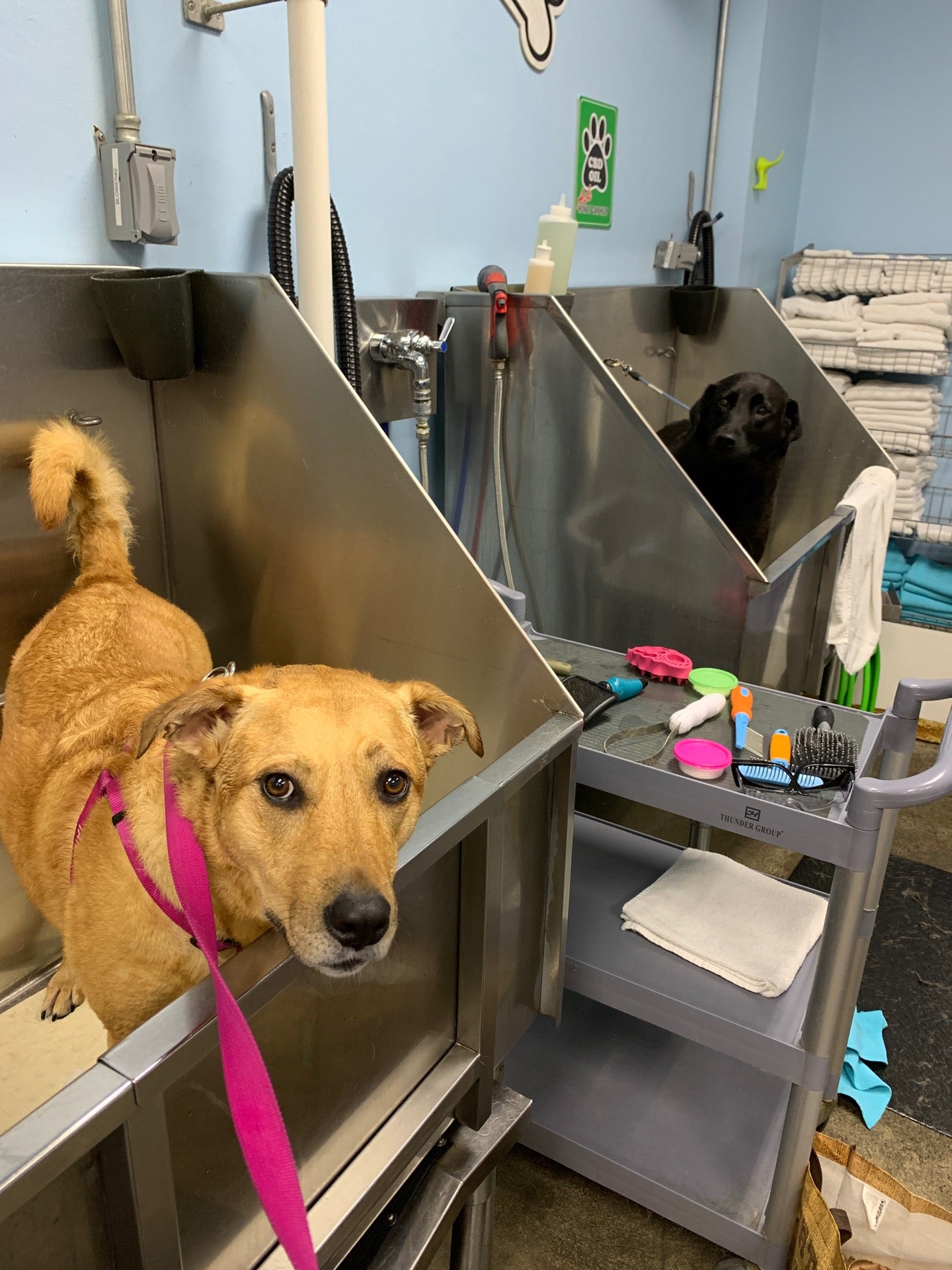 pet-store