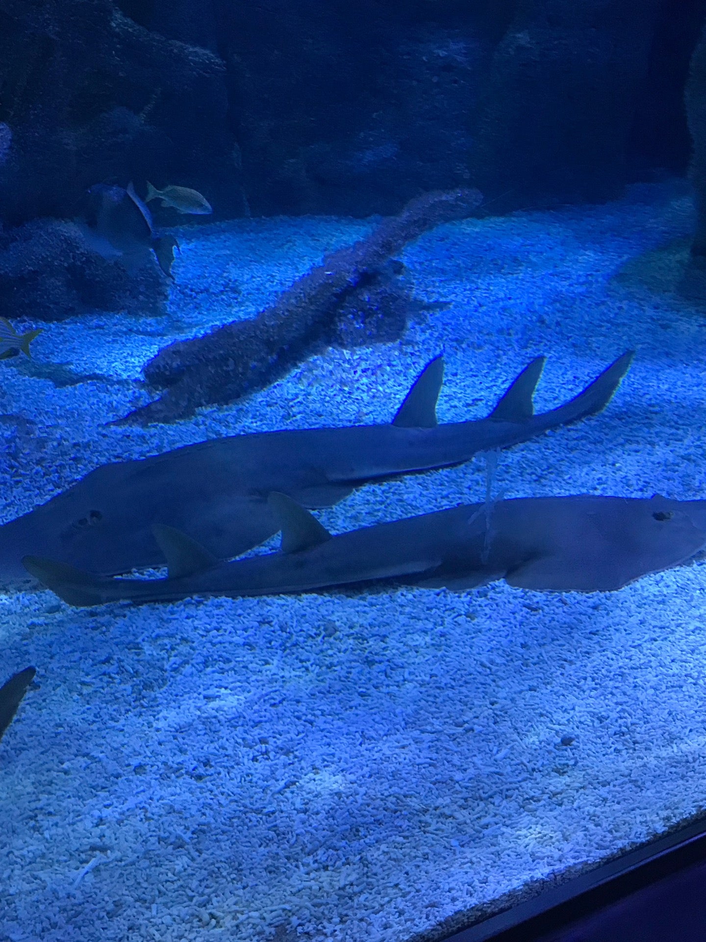 aquarium