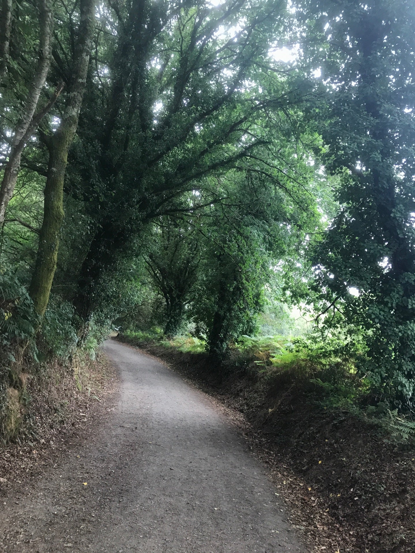 trail