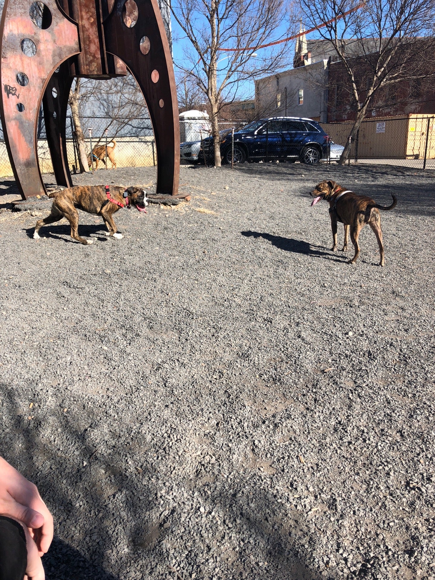 dog-run