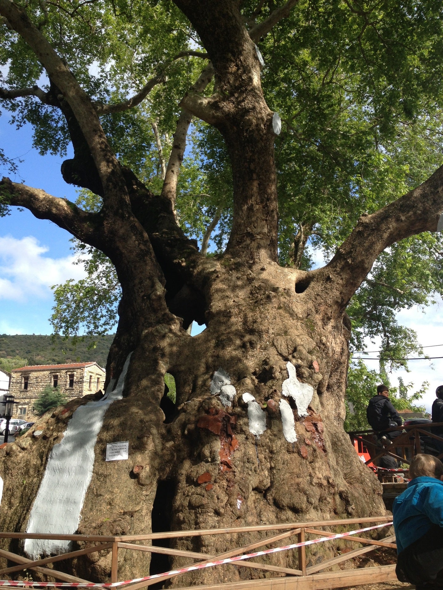 tree