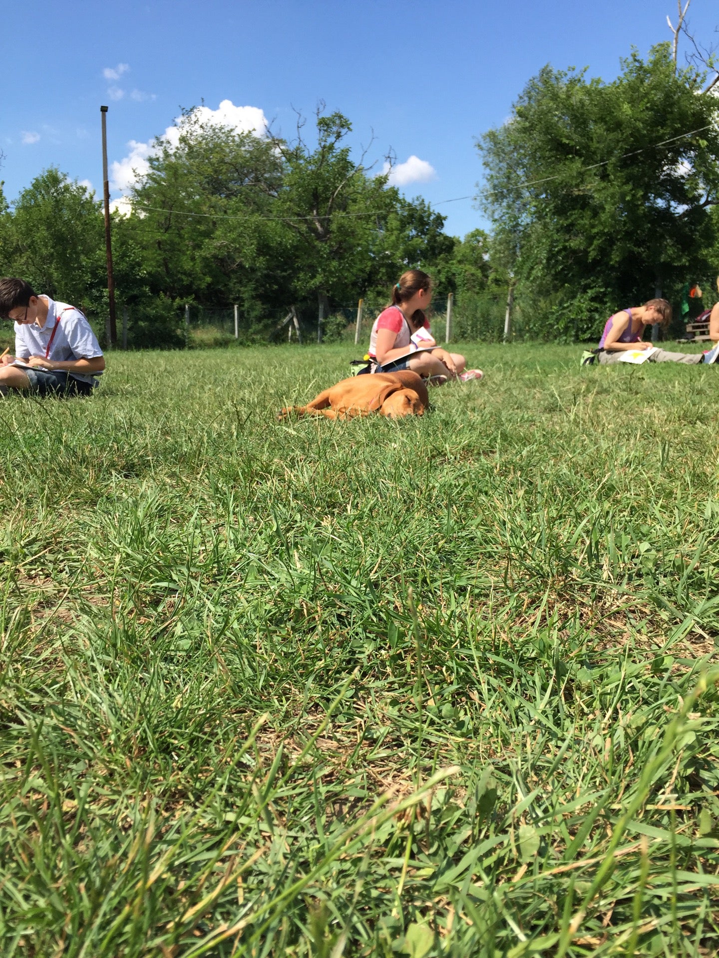 dog-run