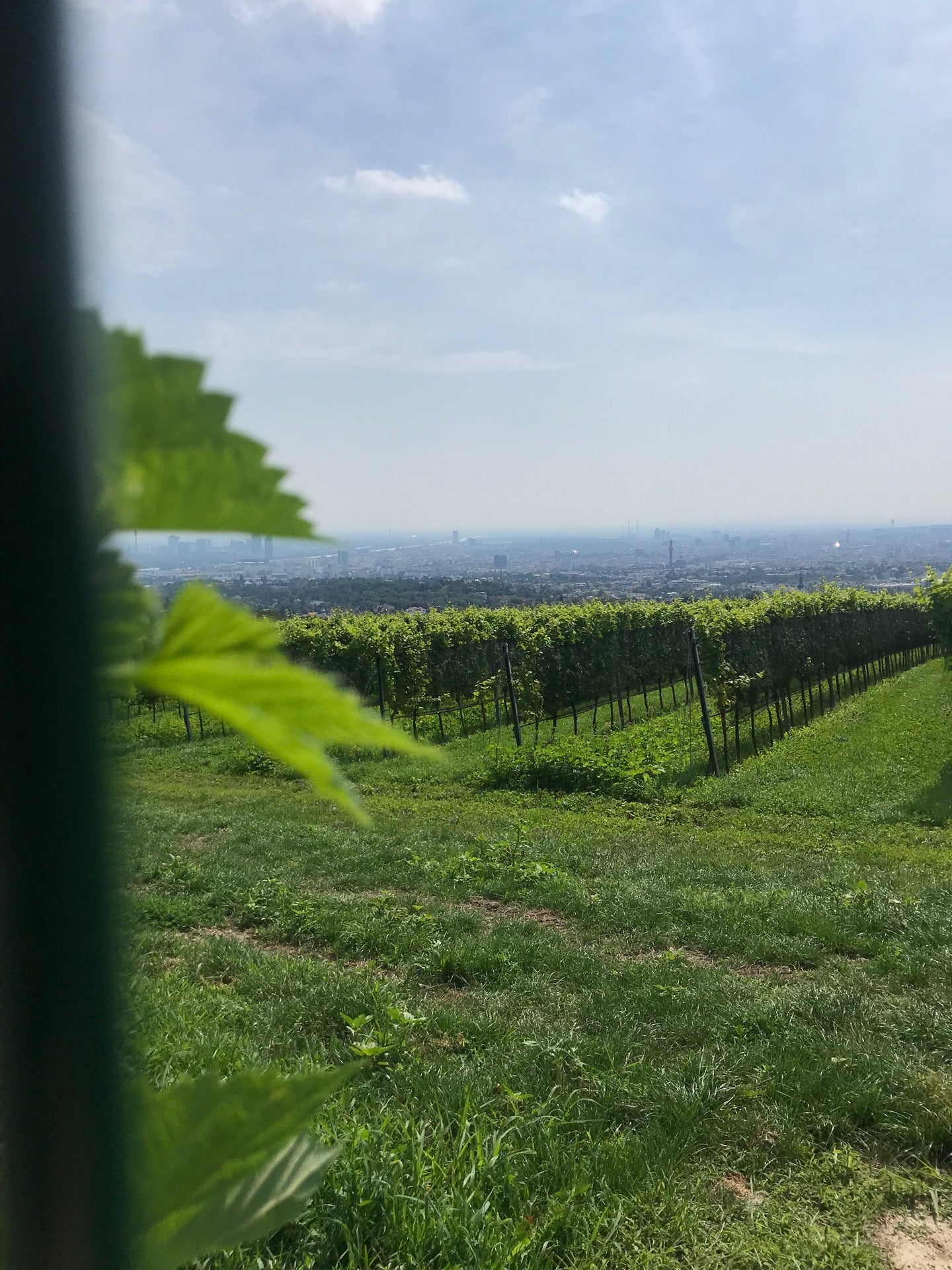 vineyard