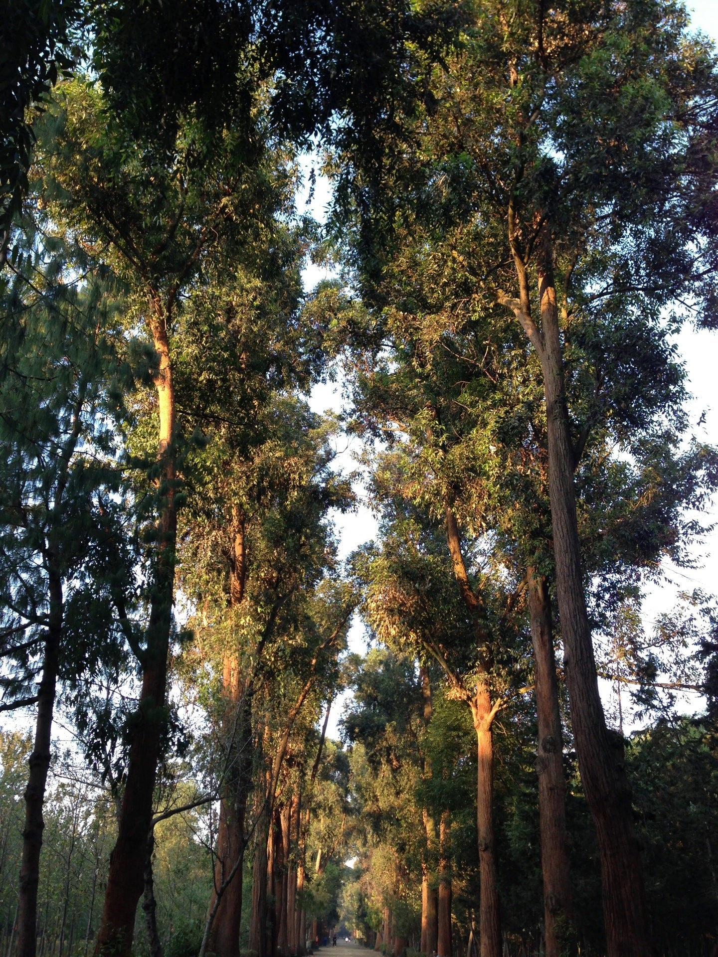 park