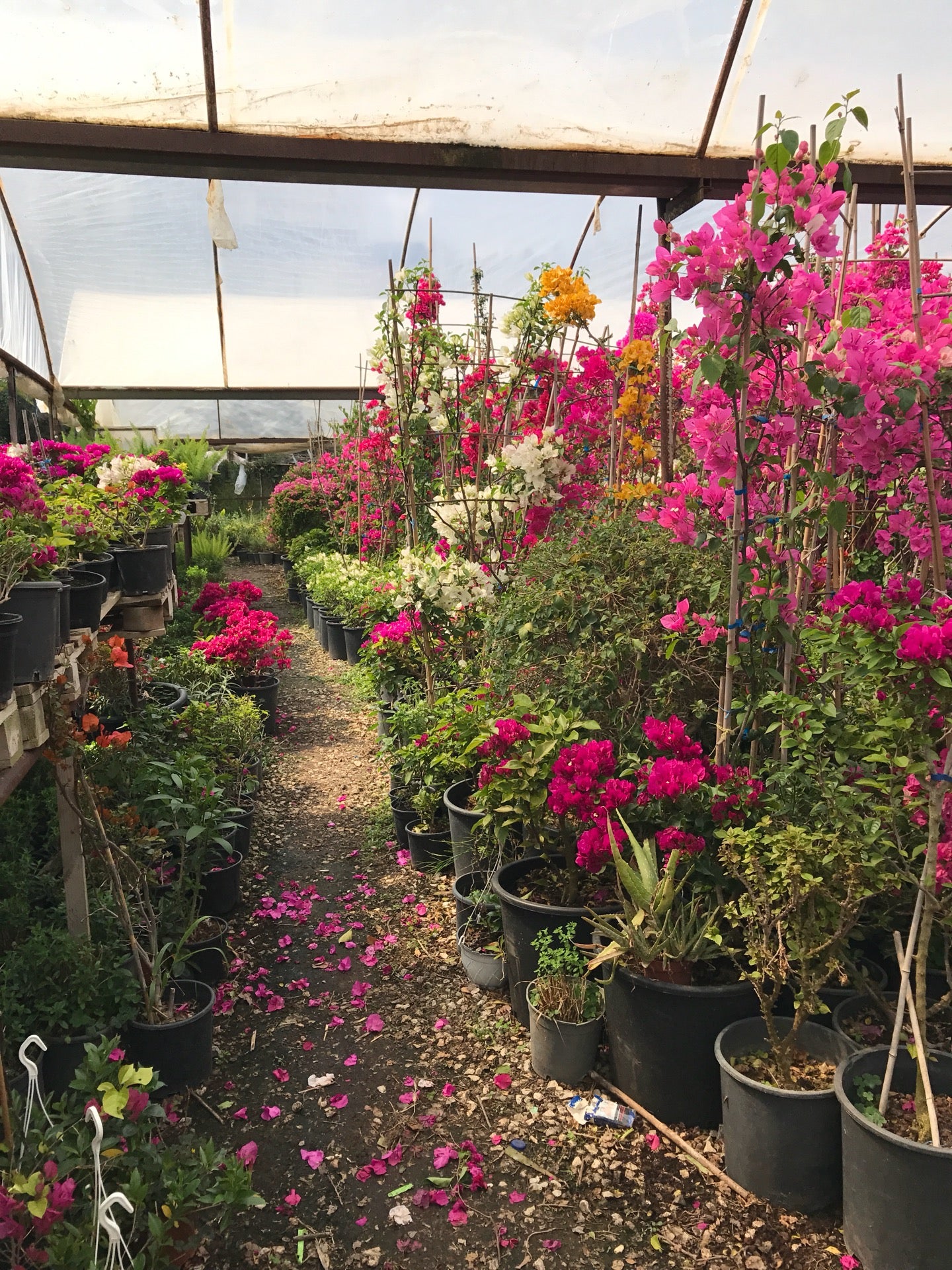 flower-shop