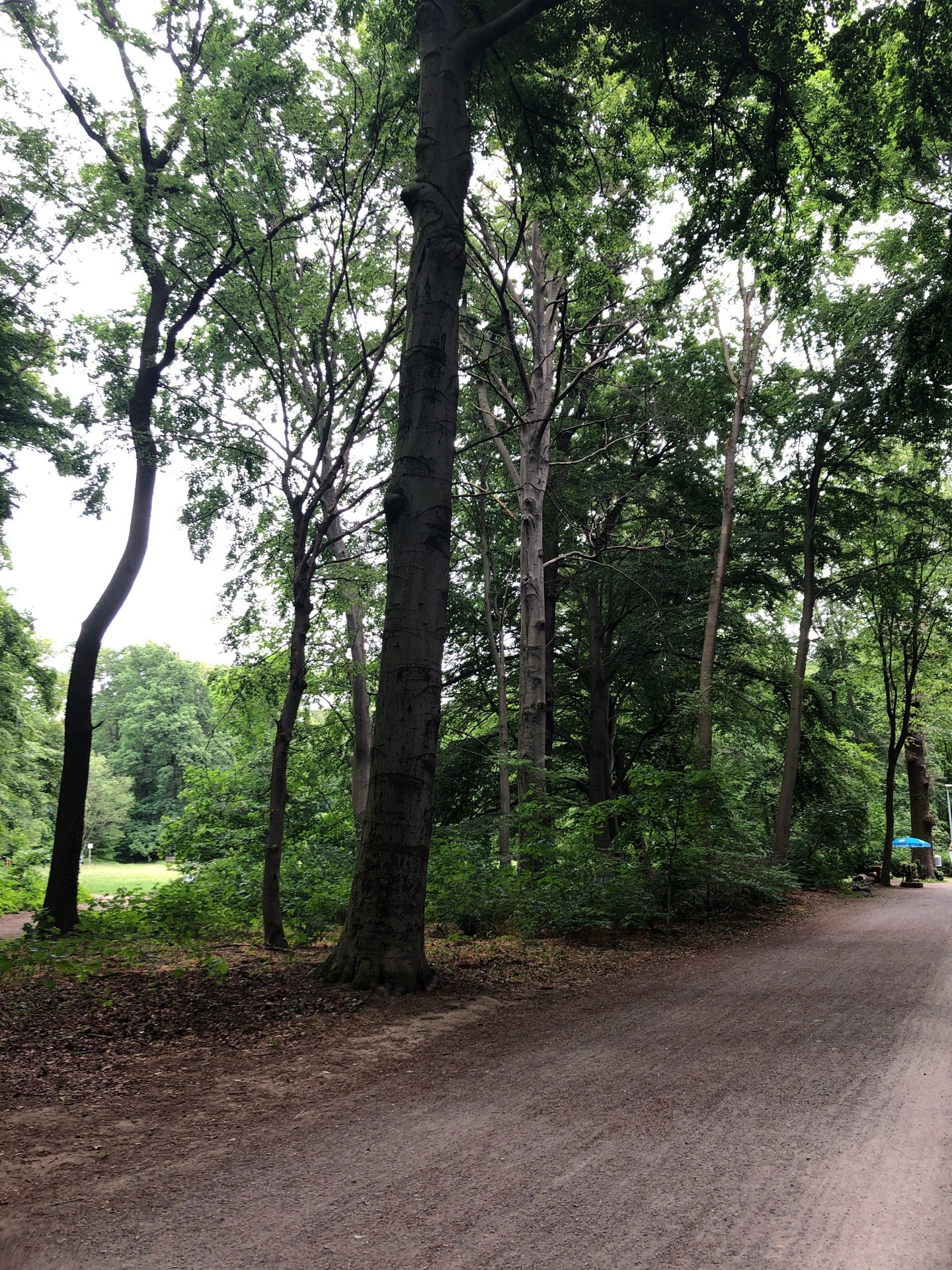 forest