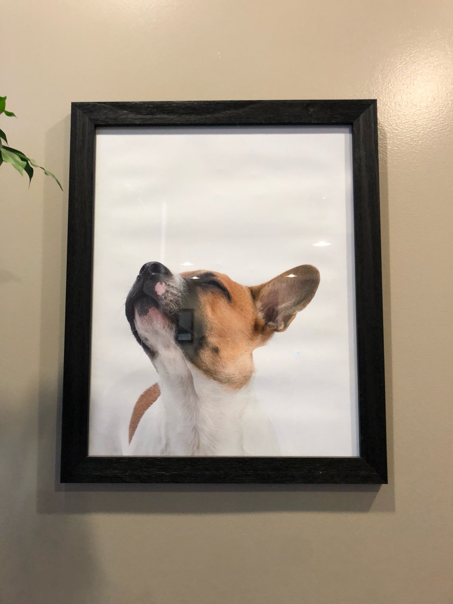 pet-service