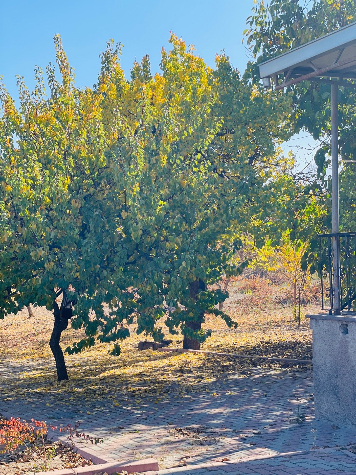 vineyard