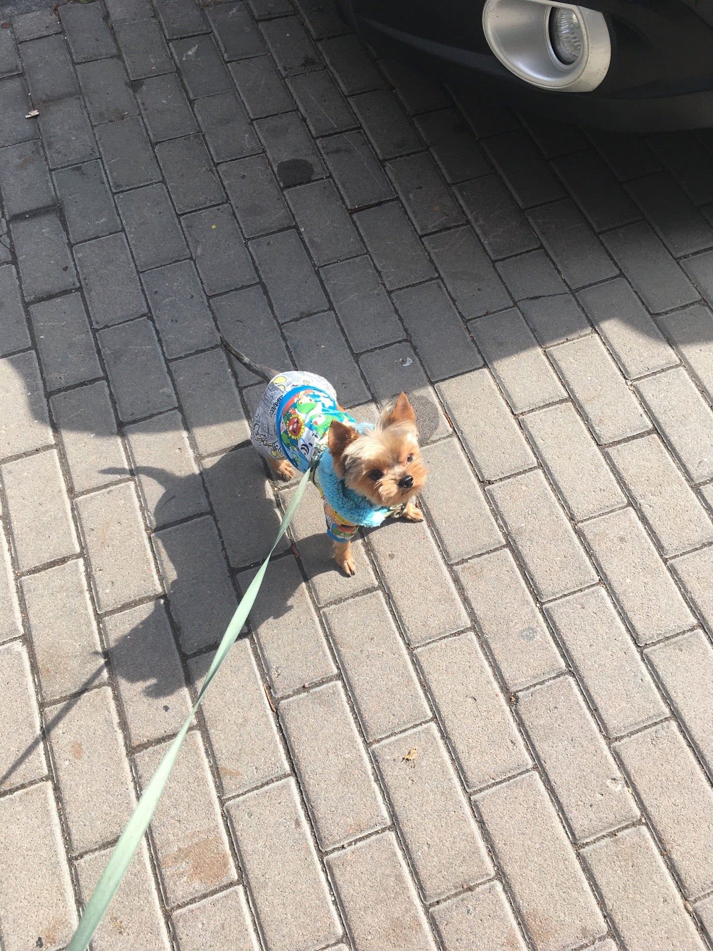 photo of GROOMING Ольги Слюсарь