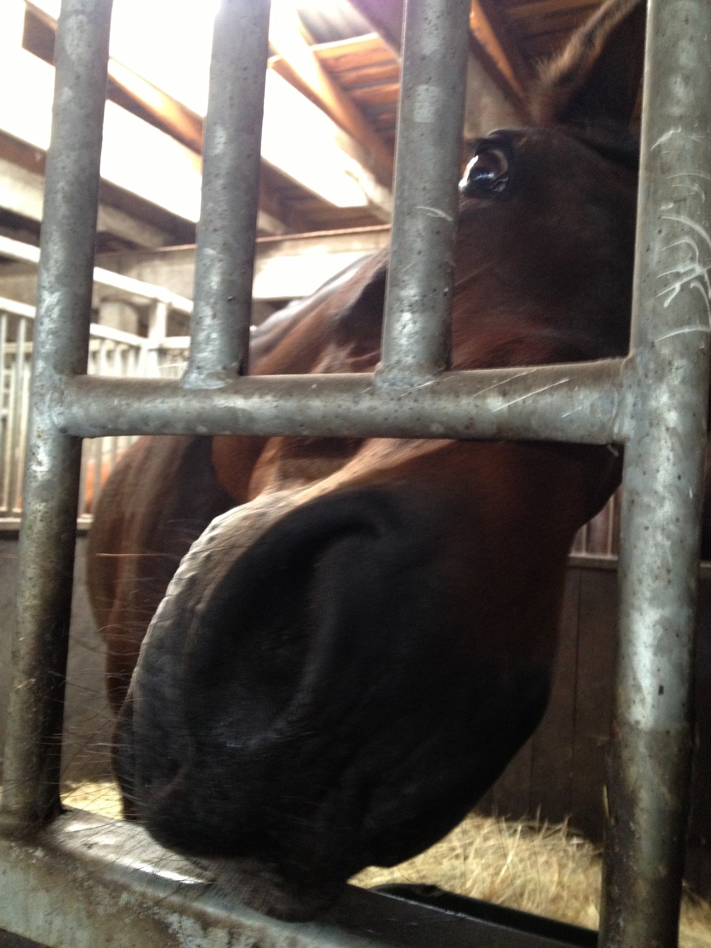 stables