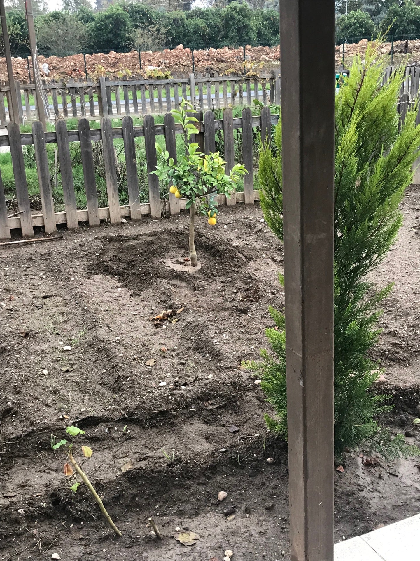 garden