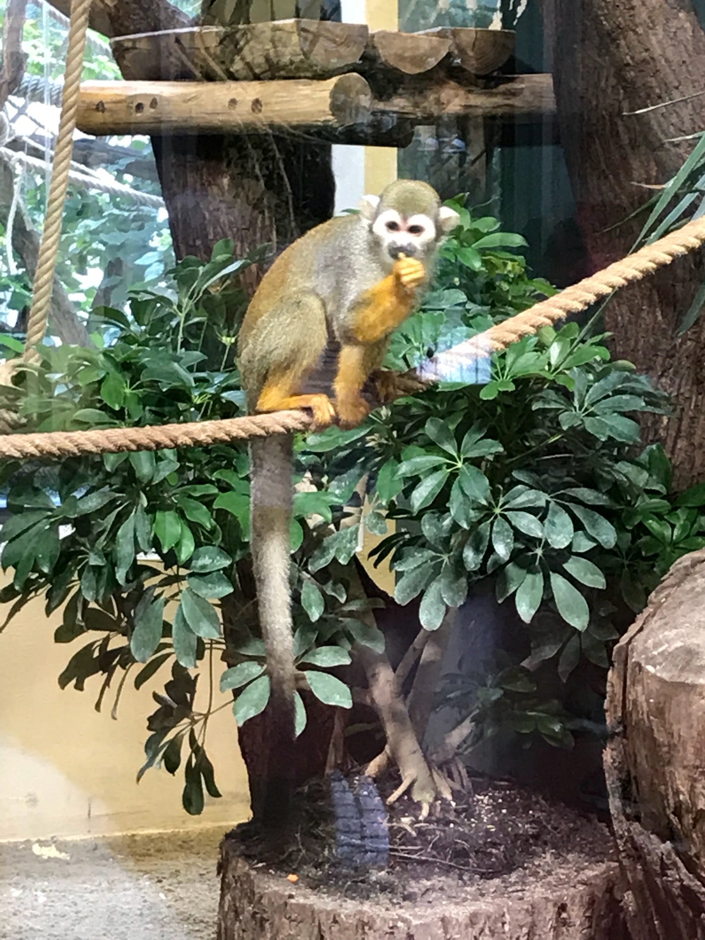 zoo-exhibit