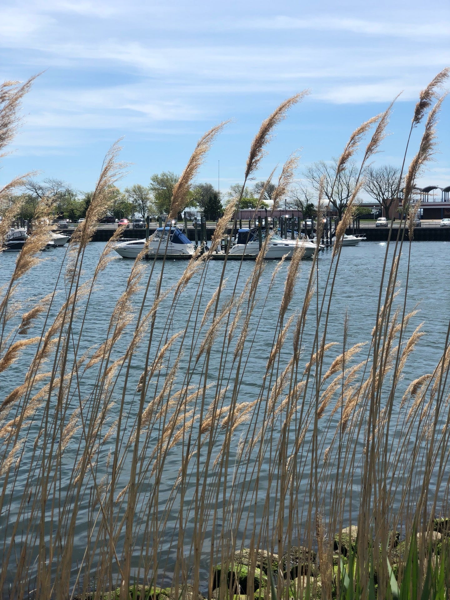 harbor-marina