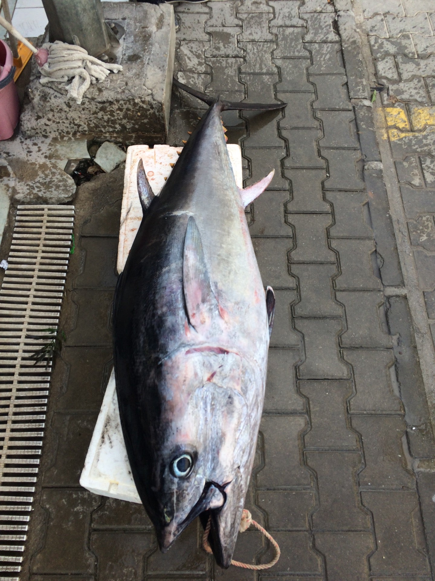 fish-market