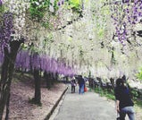 陽気な春の訪れを感じる大分「九重町」で、天空散歩と絶景ドライブを楽しむ旅