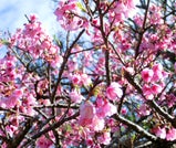 冬に咲く桜を見にいく。沖縄で日本一早い花見旅