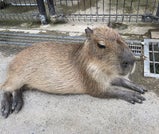 避暑地・那須高原で過ごす、動物ふれあい旅