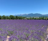 紫のラベンダーが丘を染めつくす夏の富良野で、絶景とグルメを楽しむ旅