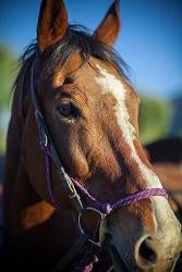 stables