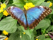 Puparium Butterfly House and Garden