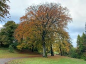 Kirktonhall Glen Walk