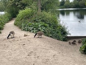 Brooklands Lake