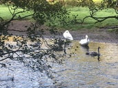 Milngavie Duck Pond