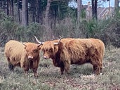 Elvetham Heath Nature Reserve