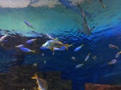 Blue Reef Aquarium