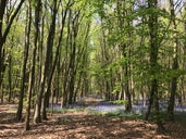 Philipshill Wood