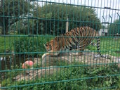 Isle of Wight Zoo