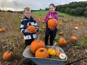 Sompting Pumpkin Picking Patch