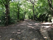 Knighton Wood