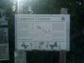Lingwood Common