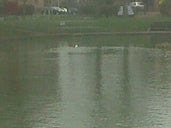 Herne Bay Pond. With the Duckies