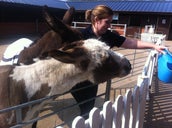 Donkey Sanctuary and Therapy Centre