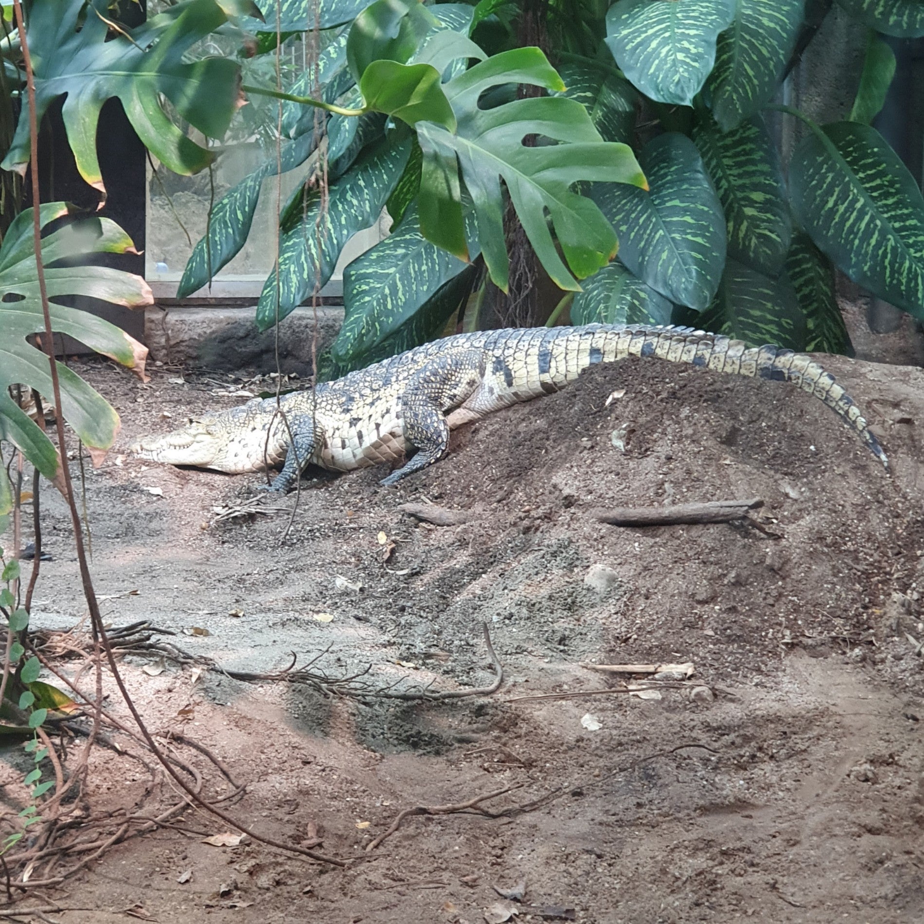 zoo-exhibit